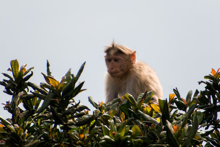 Monkey resting on tree branch at the top.の写真素材