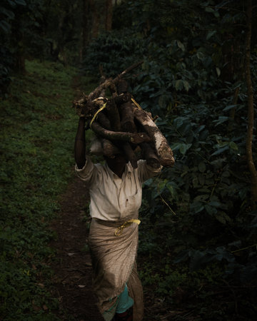 Poor Indian woman carrying firewood on her head.のeditorial素材