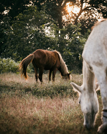 Horses grazing during sunset , gray horse defocused in foreground.の写真素材