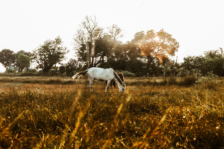 Beautiful horses grazing at sunset golden hour.の写真素材