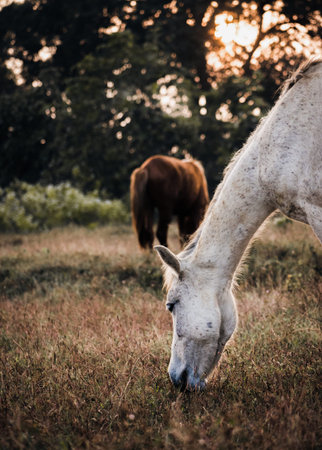 Horses grazing during sunset golden hour.の写真素材