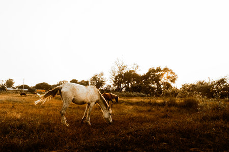 Horses grazing at sunset golden hourの写真素材