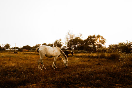 Horses grazing at sunset golden hour.の写真素材