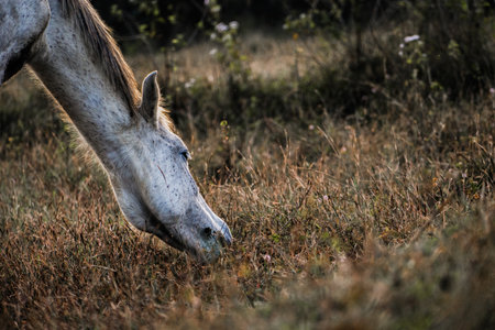 Grey horse grazing on the grass, closeup shot.の写真素材