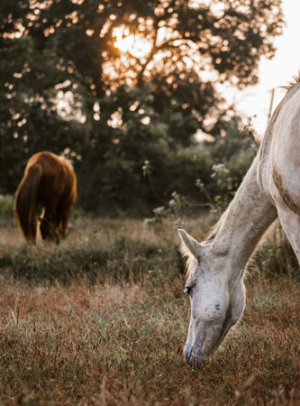 Horses grazing during sunset golden hour.の写真素材