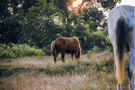 Stallion horse grazing during sunset with gray horse tail defocused in foreground.の写真素材