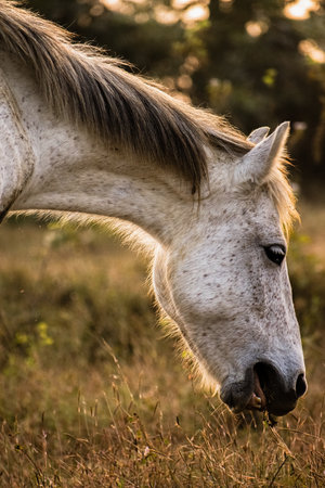 Beautiful grey horse eating grass at sunset golden hour, portrait shot.の写真素材