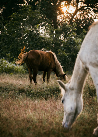 Gray and brown horse grazing together in the field during sunset golden hour.の写真素材