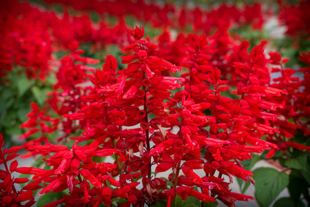 Red Salvia flowers blooming in the garden, beautiful flower background.の写真素材