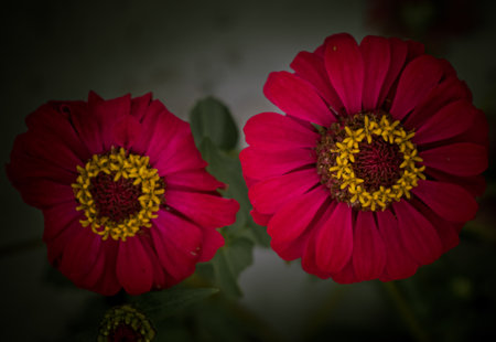 Red-colored common Zinnia flower in the dark , macro shot with selective focus.の写真素材