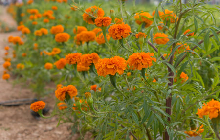 Beautiful marigold flowers, blooming in the garden with selective focus.の写真素材