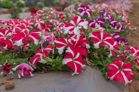 Beautiful Petunia colorful flowers blooming in the garden.の写真素材