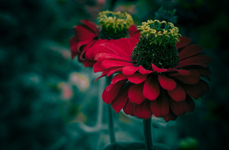 Red-colored common Zinnia flower in the dark , macro shot with selective focus.の写真素材