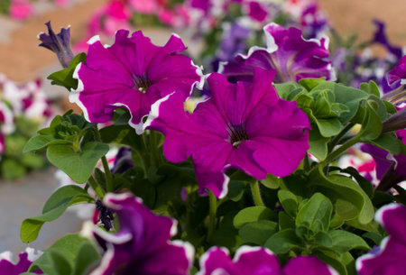 closeup shot of petunia flowers with selective focus.の写真素材