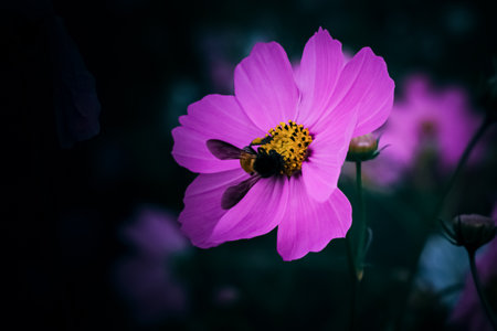 Beautiful garden cosmos flower with honey bee,Indiaの写真素材