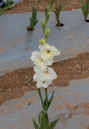 Closeup shot of beautiful white Gladiolus flower.の写真素材