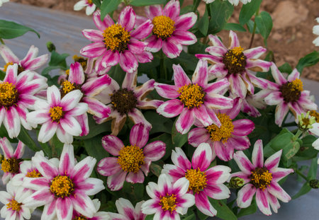 Closeup shot of beautiful Common-Zinnia flowers in the field, beautiful background.の写真素材