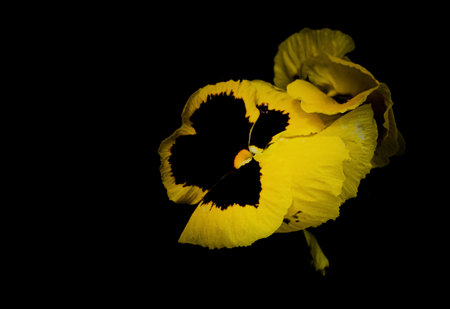Beautiful Pansy flower isolated on black background.の写真素材