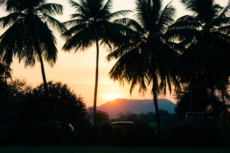 Silhouettes of palm trees against the sky during a tropical sunset.の写真素材