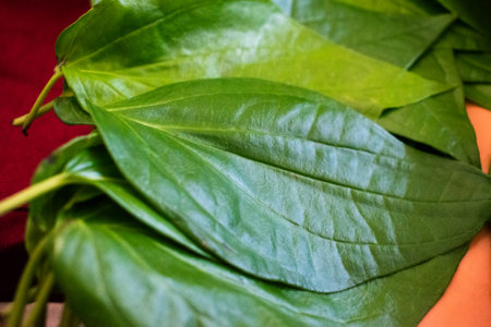 collection of fresh betel leaves,closeup shot.の写真素材