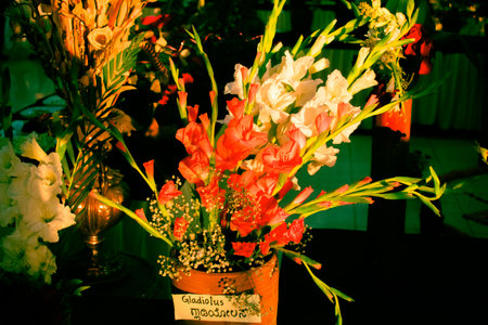 Beautiful gladiolus flower pot,closeup shot.の写真素材