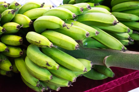 Bunch of unripe green bananas, closeup shot.の写真素材