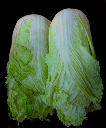 Pair of napa cabbage, isolated on black background.の写真素材