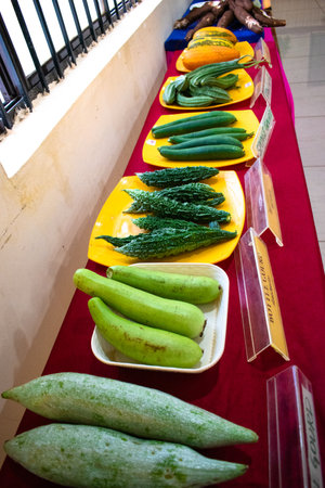 Collection fresh gourd family vegetables like bottlegourd,bittergourd,snake gourd,cucumber,ridge gourd and malabar cucumber on plates.の写真素材