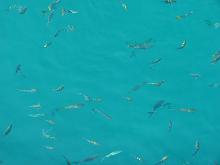 Fish Koh Changの写真素材