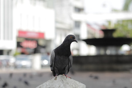 Alone pigeonの写真素材