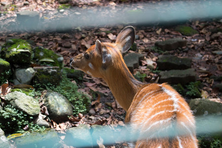Sambar Deer Cervus unicolour in Zoo Cageの写真素材