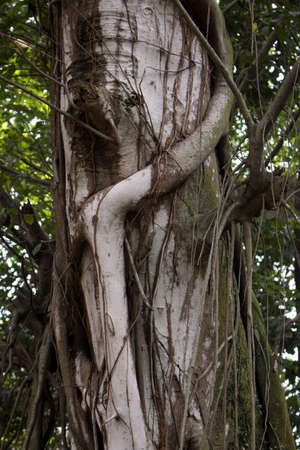 tree roots leaf branch grow jungle forestの写真素材