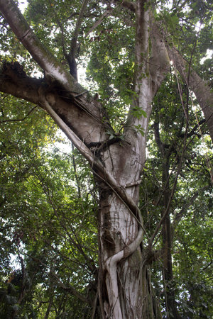 tree roots leaf branch grow jungle forest
