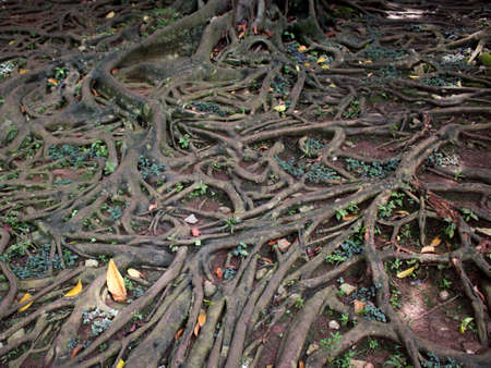 tree roots leaf branch grow jungle forestの写真素材
