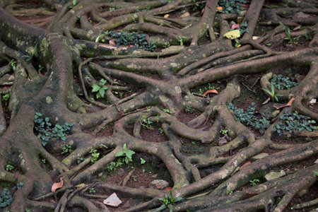 tree roots leaf branch grow jungle forest