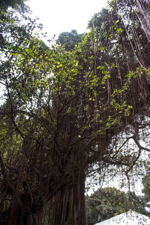 tree roots leaf branch grow jungle forestの写真素材