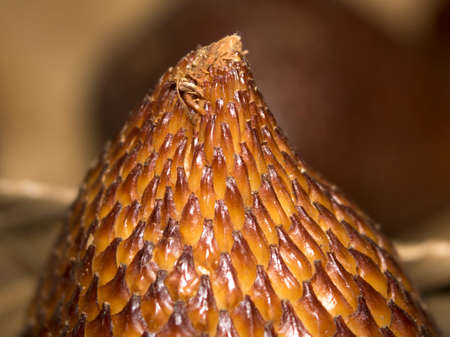 Salacca zalacca fruit salak macro detail photoの写真素材