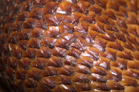 Salacca zalacca fruit salak macro detail photoの写真素材