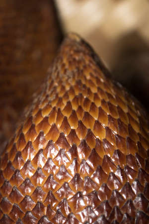 Salacca zalacca fruit salak macro detail photoの写真素材