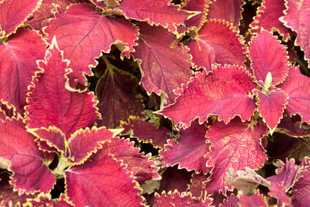beautiful wonderful nature red pink flower leafの写真素材