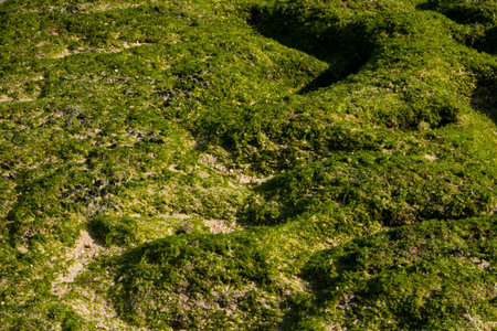 Green moss beach terrain photo macro