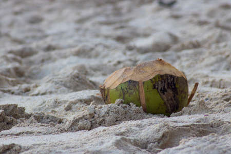 Coconut on beach sand macro close up photoの写真素材