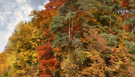 Beautiful mixed forest in autumn with all colors in the national park Kellerwald-Edersee in the...