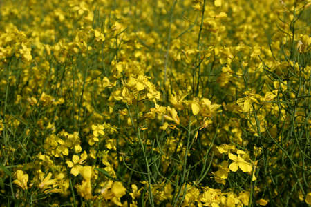 Brilliant rape fieldの写真素材