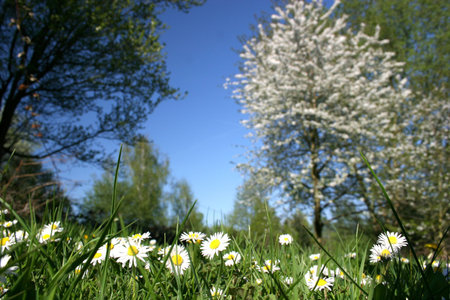 Daisies on a meadow in spring with blooming trees
