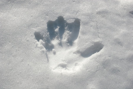 Handprint in the snow
