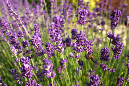Beautiful purple blooming lavender with a bubble beeの写真素材