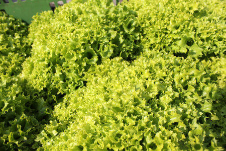 Green Saladの写真素材