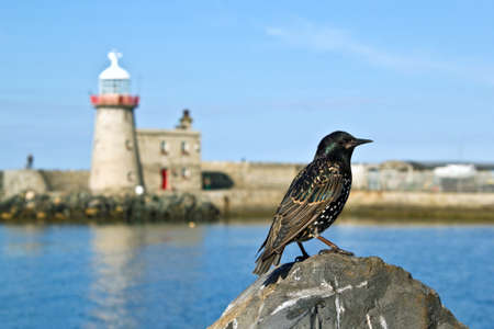 Bird at the  harbor of Dublin Howth, Irelandの写真素材