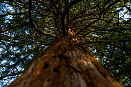 A majestic tall tree shot from below. The brown trunk is centered, with numerous branches spreading out in different directions. The branches are covered in green leavesの写真素材